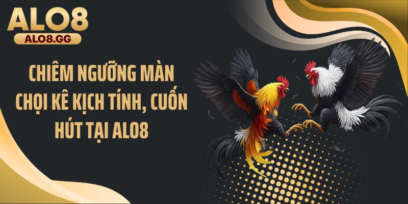 Chiêm ngưỡng màn chọi kê kịch tính, cuốn hút tại ALO8